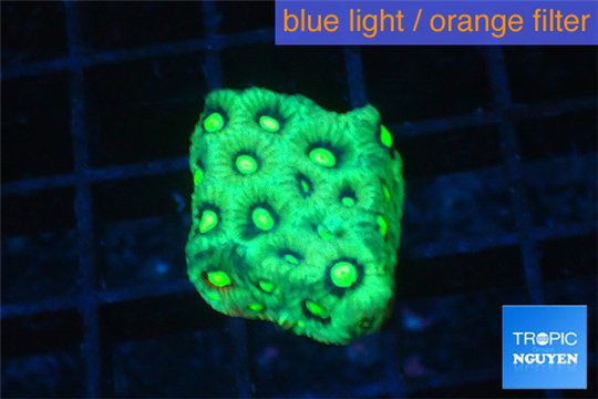 Favia neon green Australia 2-3 cm WYSIWYG acclimaté