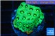 Favia neon green Australia 2-3 cm WYSIWYG acclimaté