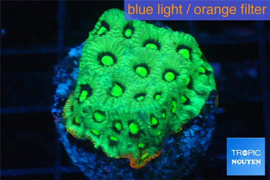 Favia neon green Australia 2-3 cm WYSIWYG acclimaté