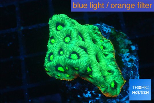 Favia neon green Australia 2-3 cm WYSIWYG acclimaté