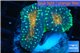 Lobophyllia orange green 3-5 cm WYSIWYG acclimaté