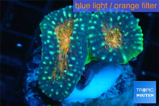 Lobophyllia orange green 3-5 cm WYSIWYG acclimaté