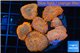 Rhodactis red blue superman 8-12 cm WYSIWYG acclimaté