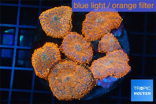 Rhodactis red blue superman 8-12 cm WYSIWYG acclimaté