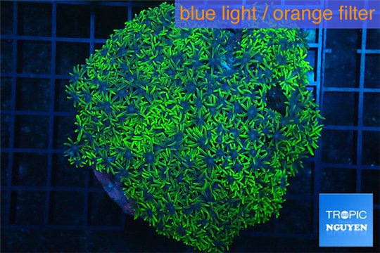 Pachyclavularia full neon green 8-12 cm WYSIWYG acclimaté