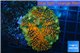 Rhodactis green orange bulls premium 5-7 cm WYSIWYG acclimaté