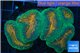 Lobophyllia orange green 8-12 cm WYSIWYG acclimaté