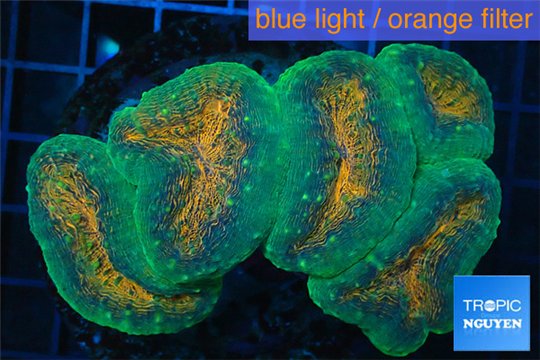 Lobophyllia orange green 8-12 cm WYSIWYG acclimaté