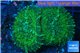 Rhodactis green big leaf 2 polyps WYSIWYG acclimaté