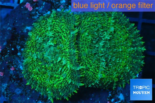 Rhodactis green big leaf 2 polyps WYSIWYG acclimaté