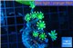 Clavularia papaya orange green 2-4 cm WYSIWYG acclimaté