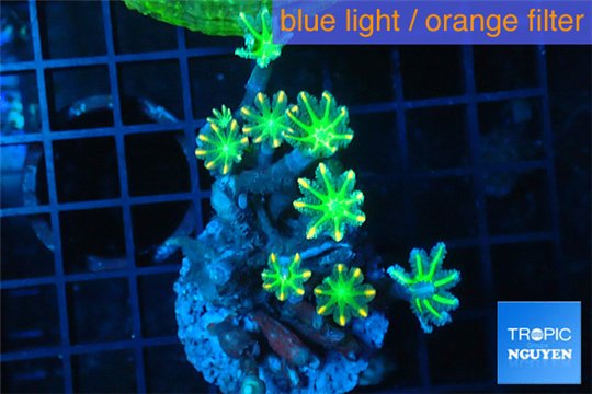 Clavularia papaya orange green 2-4 cm WYSIWYG acclimaté