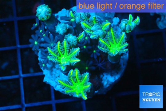 Clavularia papaya orange green + Knopia green 4-6 cm WYSIWYG acclimaté
