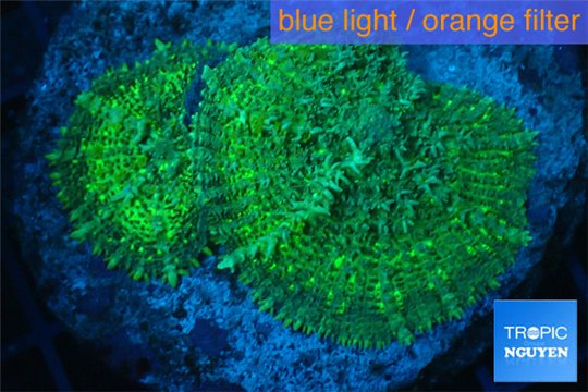 Rhodactis green big leaf 2 polyps WYSIWYG acclimaté