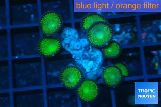 Palythoa neon green 2-3 cm WYSIWYG acclimaté