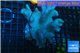 Lobophythum short finger 8-14 cm WYSIWYG acclimaté