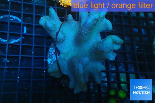 Lobophythum short finger 8-14 cm WYSIWYG acclimaté