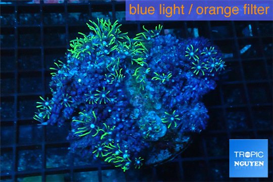 Pachyclavularia neon green 8-12 cm WYSIWYG acclimaté