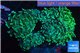 Euphyllia ancora green 7-12 cm WYSIWYG acclimaté