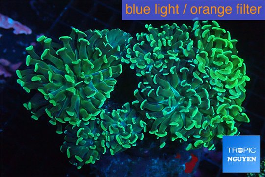 Euphyllia ancora green 7-12 cm WYSIWYG acclimaté