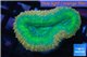 Lobophyllia green & red circle 3-5 cm WYSIWYG acclimaté