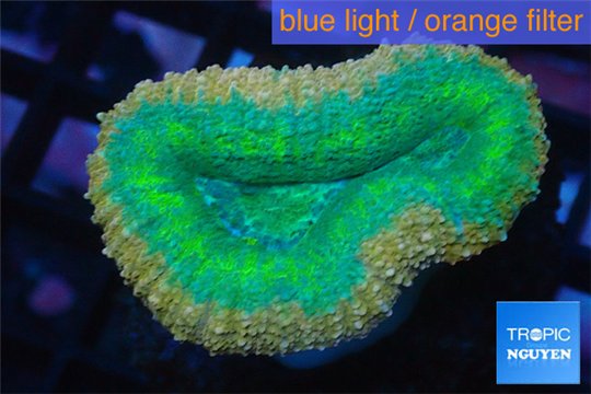 Lobophyllia green & red circle 3-5 cm WYSIWYG acclimaté
