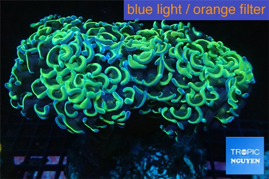 Euphyllia ancora rainbow 9-16 cm WYSIWYG acclimaté