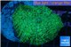 Rhodactis green big leaf 1 polyp WYSIWYG acclimaté