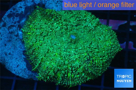 Rhodactis green big leaf 1 polyp WYSIWYG acclimaté