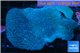 Sarcophyton long polyps 8-12 cm WYSIWYG acclimaté