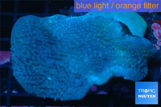 Sarcophyton long polyps 8-12 cm WYSIWYG acclimaté