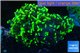 Euphyllia ancora green 7-12 cm WYSIWYG acclimaté