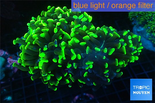 Euphyllia ancora green 7-12 cm WYSIWYG acclimaté