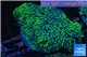 Pachyclavularia neon green 8-12 cm WYSIWYG acclimaté