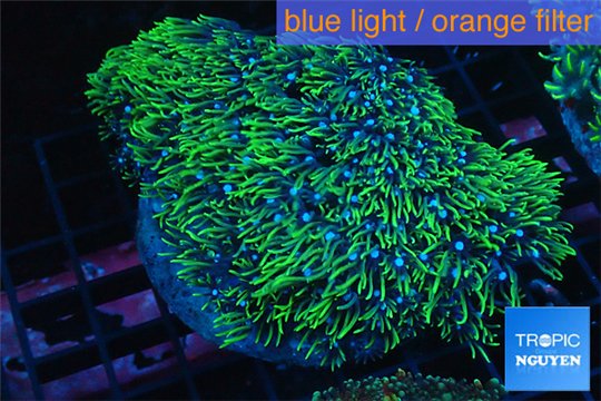 Pachyclavularia neon green 8-12 cm WYSIWYG acclimaté