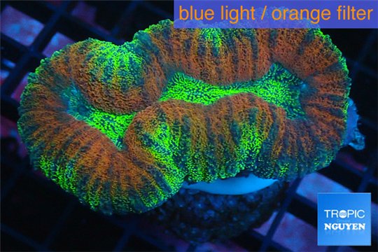 Lobophyllia red green fusion 5-7 cm WYSIWYG acclimaté