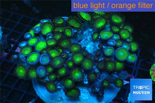 Palythoa neon green 8-14 cm WYSIWYG acclimaté