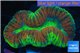 Lobophyllia red green fusion 5-7 cm WYSIWYG acclimaté