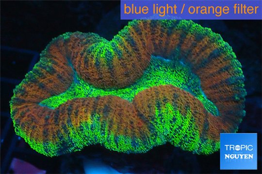 Lobophyllia red green fusion 5-7 cm WYSIWYG acclimaté