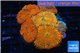 Rhodactis red blue superman 8-12 cm WYSIWYG acclimaté
