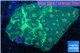 Favia green marble 4-7 cm WYSIWYG acclimaté