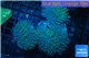 Sarcophyton multi body long polyps 9-14 cm WYSIWYG acclimaté