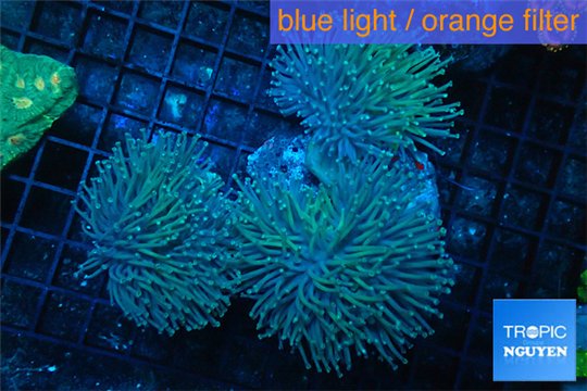 Sarcophyton multi body long polyps 9-14 cm WYSIWYG acclimaté