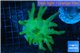 Lobophytum greeny body 8-14 cm WYSIWYG acclimaté