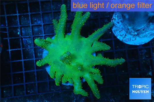Lobophytum greeny body 8-14 cm WYSIWYG acclimaté