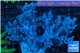 Lithophyton long polyps 10-18 cm WYSIWYG acclimaté