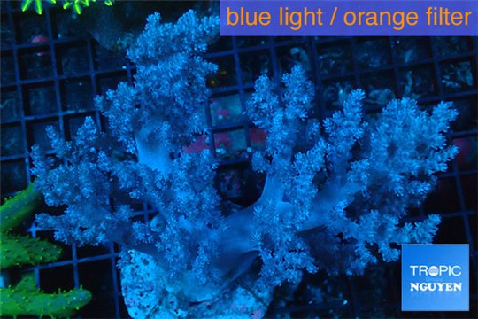 Lithophyton long polyps 10-18 cm WYSIWYG acclimaté
