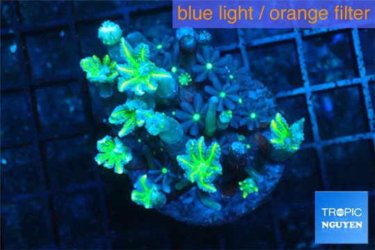 Clavularia papaya orange green + Knopia green 4-6 cm WYSIWYG acclimaté