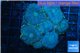 Rhodactis purple blue golden line Tonga 8-12 cm WYSIWYG acclimaté