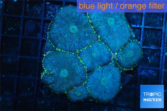 Rhodactis purple blue golden line Tonga 8-12 cm WYSIWYG acclimaté